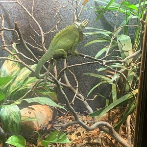 Dec. 2021- Jackson’s chameleon