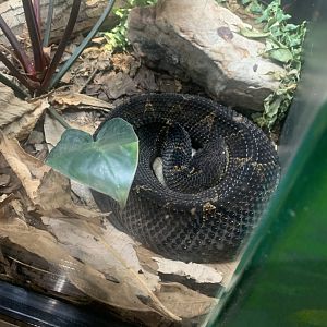 Dec. 2021- Mexican jumping pit viper