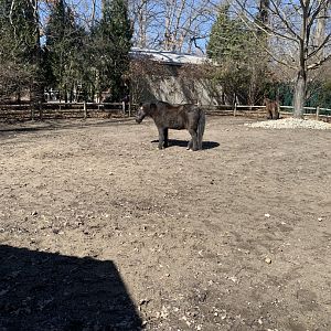 Mar. 2022- Miniature horse yard