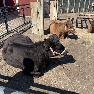 Mar. 2022- Dexter cattle