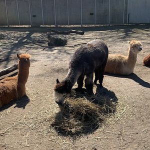 Mar. 2022- Alpacas