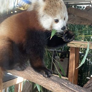 Mar. 2022- Himalayan red panda