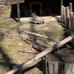 Mar. 2022- Patagonian mara