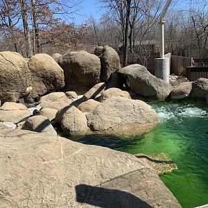 Mar. 2022- Magellanic penguin exhibit