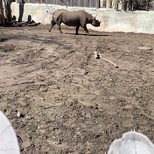 Mar. 2022- Eastern black rhinoceros