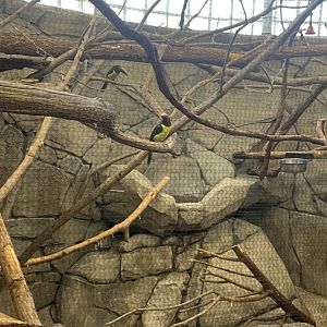 Mar. 2022- Green aracaris