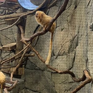 Mar. 2022- Golden lion tamarin