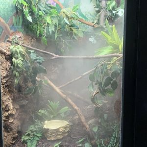 Mar. 2022- Emerald tree boa