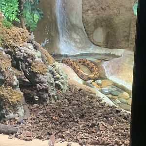 Mar. 2022- Brazilian rainbow boa