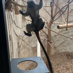 Mar. 2022- Cotton-top tamarin