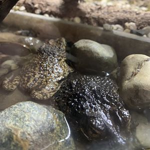 Mar. 2022- Puerto Rican crested toads