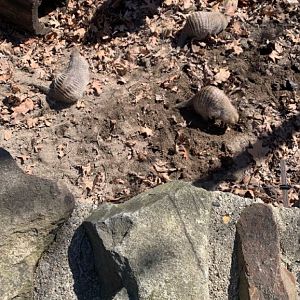 Mar. 2022- Banded mongooses