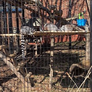 Mar. 2022- Ring-tailed lemurs