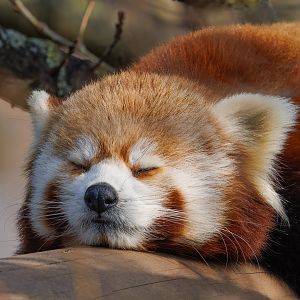 Sleepy Red Panda