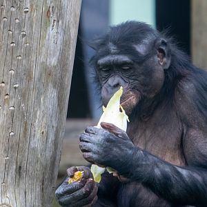 ID Please - Bonobo at Twycross