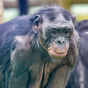 ID Please - Bonobo at Twycross