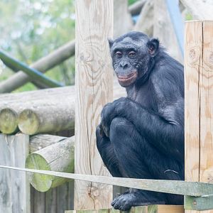 ID Please - Bonobo at Twycross