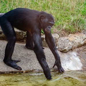 ID Please - Bonobo playing in water