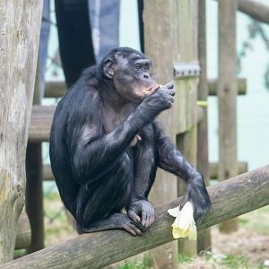 ID Please - Bonobo at Twycross