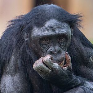 ID Please - Bonobo at Twycross