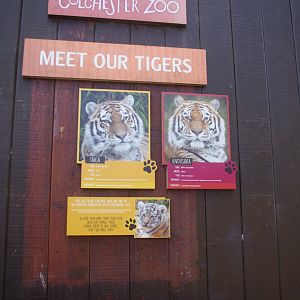 Amur Tiger signage- Colchester Zoo
