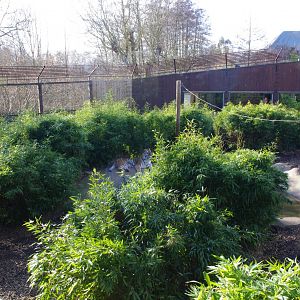 Amur Tiger- Anoushka?- Colchester Zoo 25/2/2022