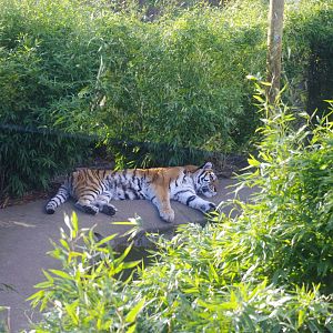 Amur Tiger- Anoushka?- Colchester Zoo 25/2/2022