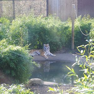Amur Tiger- Anoushka?- Colchester Zoo 25/2/2022