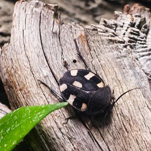 Domino Roach-Spineless Marvels