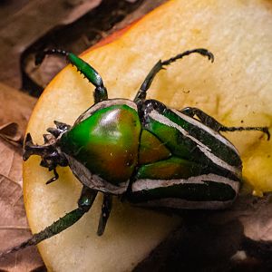 Derby's Flower Beetle?-Spineless Marvels