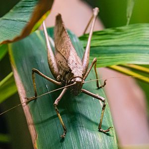 Malaysian Bush-cricket-Spineless Marvels