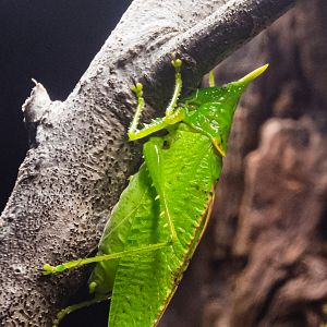 Rhinoceros Katydid-Spineless Marvels