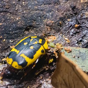 Taxicab Beetle-Spineless Marvels