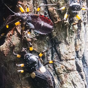 White-eyed Assassin Bug-Spineless Marvels