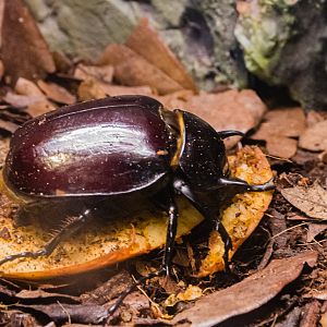 Rhinoceros Beetle-Spineless Marvels