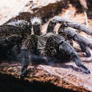 Brazilian Black Tarantula-Spineless Marvels
