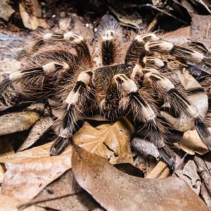 Brazilian White-Knee Tarantula-Spineless Marvels