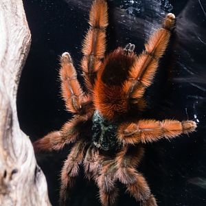 Antilles Pinktoe Tarantula