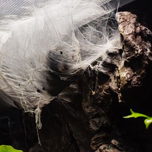 Metallic Pinktoe Tarantula molting?-Spineless Marvels