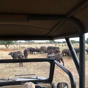 Cape Buffalo Herd (Syncerus caffer)