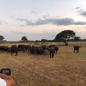 Cape Buffalo Herd (Syncerus caffer)