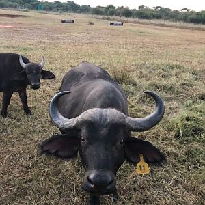 Cape Buffalo, Susie (Syncerus caffer)