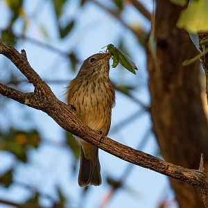 Rufous Whistler juvenile with dinner