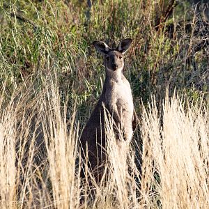 Western Grey Kangaroo