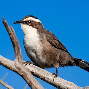 White-browed Babbler