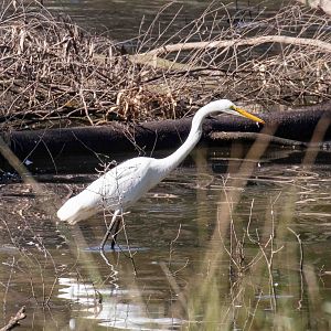 Great Egret