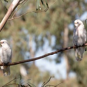 Little Corella