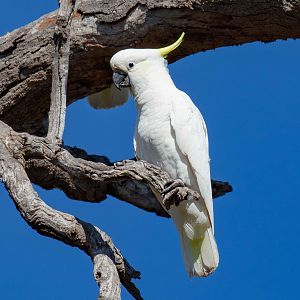 Sulphur-crested Cockatoo