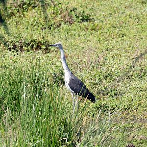 White-necked Heron