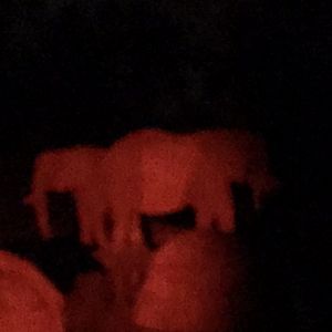 African Elephants standing guard over sleeping C'Sar
